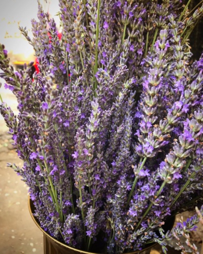 Lavanda - Prodaja cveca Dragica Dorcol Beograd - Cvecara Dorcol