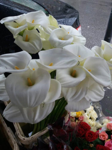 Cvece Dorcol