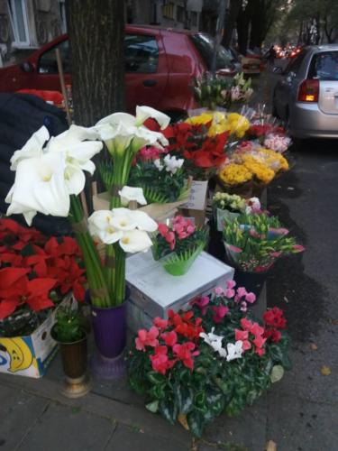 Cvece Dorcol
