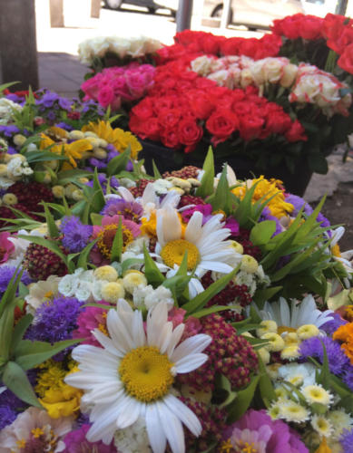 Cvece Dorcol
